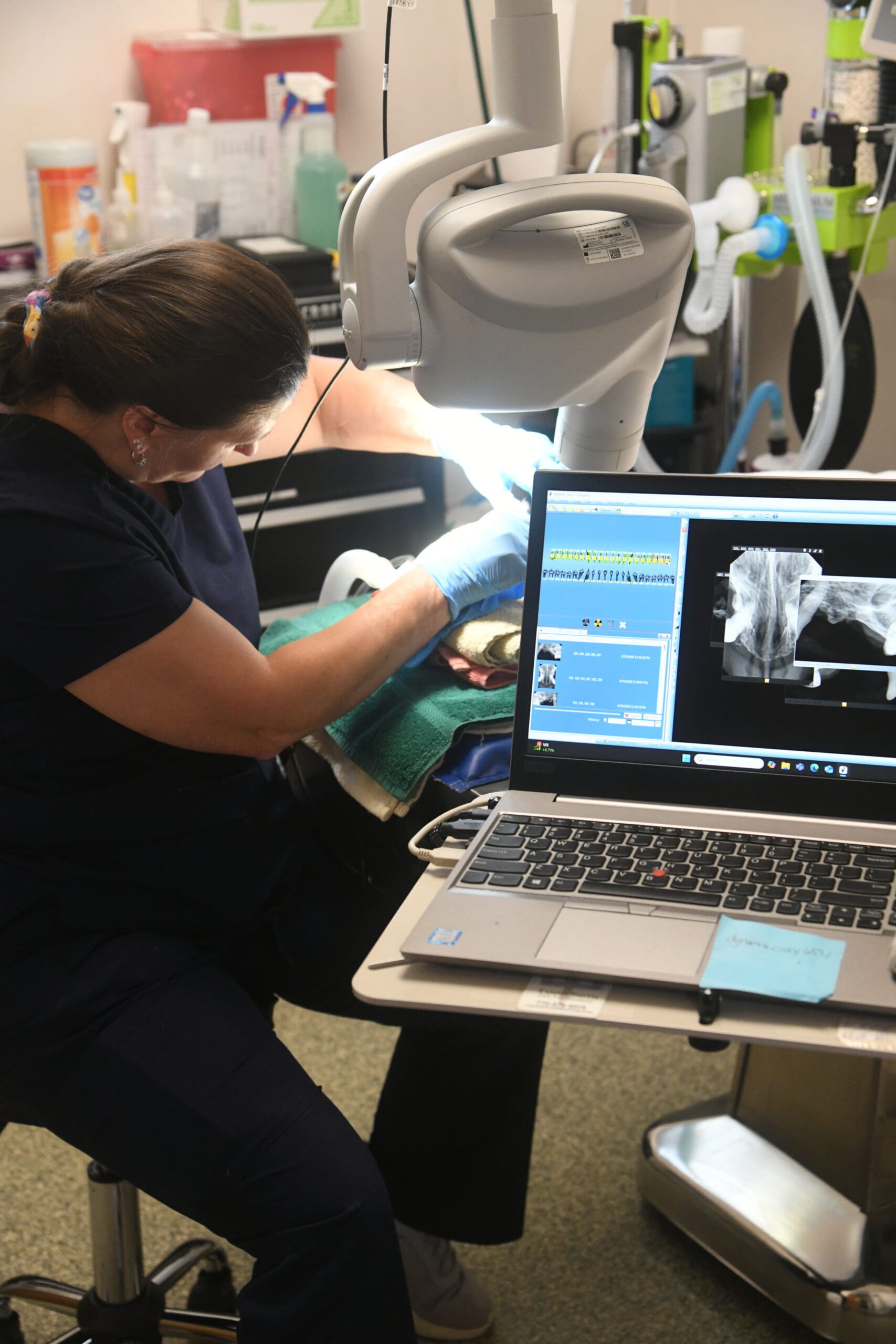 Dr. Garner and dogs, Veterinarian at Big Creek Animal Hospital
